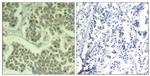 Phospho-EIF2S1 (Ser49) Antibody in Immunohistochemistry (Paraffin) (IHC (P))