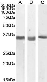 SPON2 Antibody in Western Blot (WB)