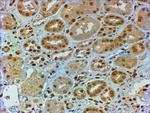 DMRT2 Antibody in Immunohistochemistry (Paraffin) (IHC (P))