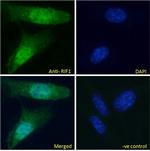 RIF1 Antibody in Immunocytochemistry (ICC/IF)