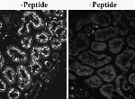 SLC26A6 Antibody in Immunohistochemistry (Paraffin) (IHC (P))