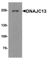 DNAJC13 Antibody in Western Blot (WB)