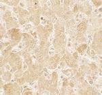 LAMTOR2 Antibody in Immunohistochemistry (Paraffin) (IHC (P))