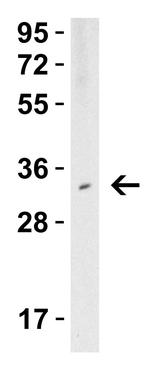 TMIGD2 Antibody in Western Blot (WB)