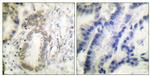 Phospho-C/EBP alpha (Ser21) Antibody in Immunohistochemistry (Paraffin) (IHC (P))