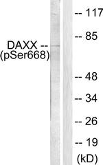 Phospho-DAXX (Ser668) Antibody in Western Blot (WB)