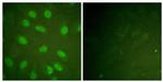 Phospho-Ku80 (Thr714) Antibody in Immunocytochemistry (ICC/IF)