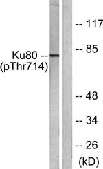 Phospho-Ku80 (Thr714) Antibody in Western Blot (WB)