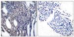 Phospho-IkB alpha (Tyr42) Antibody in Immunohistochemistry (Paraffin) (IHC (P))