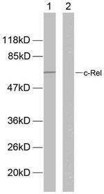 Phospho-c-Rel (Ser503) Antibody in Western Blot (WB)