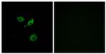 OR10AD1 Antibody in Immunocytochemistry (ICC/IF)