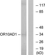 OR10AD1 Antibody in Western Blot (WB)