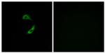 OR10G9 Antibody in Immunocytochemistry (ICC/IF)