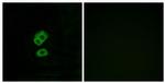 OR2T10 Antibody in Immunocytochemistry (ICC/IF)