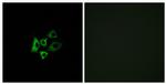 OR51T1 Antibody in Immunocytochemistry (ICC/IF)