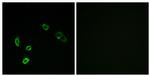 OR5H15 Antibody in Immunocytochemistry (ICC/IF)