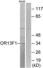 OR13F1 Antibody in Western Blot (WB)