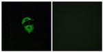 OR2D2 Antibody in Immunocytochemistry (ICC/IF)