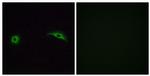 OR2J2 Antibody in Immunocytochemistry (ICC/IF)