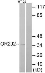 OR2J2 Antibody in Western Blot (WB)