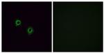 OR2J3 Antibody in Immunocytochemistry (ICC/IF)