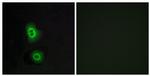 OR4C16 Antibody in Immunocytochemistry (ICC/IF)