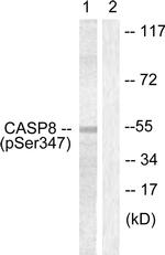 Phospho-Caspase 8 (Ser347) Antibody in Western Blot (WB)