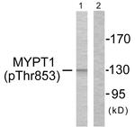 Phospho-MYPT1 (Thr853) Antibody in Western Blot (WB)