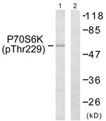 Phospho-p70 S6 Kinase (Thr229) Antibody in Western Blot (WB)