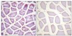 Phospho-Parkin (Ser131) Antibody in Immunohistochemistry (Paraffin) (IHC (P))