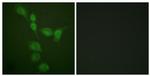 PKA alpha/beta Antibody in Immunocytochemistry (ICC/IF)