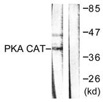 PKA alpha/beta Antibody in Western Blot (WB)