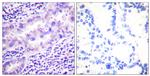 Phospho-PP2A alpha (Tyr307) Antibody in Immunohistochemistry (Paraffin) (IHC (P))