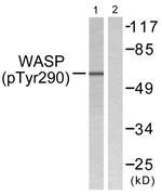 Phospho-WASP (Tyr290) Antibody in Western Blot (WB)