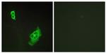 WAVE1 Antibody in Immunocytochemistry (ICC/IF)