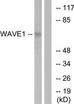 WAVE1 Antibody in Western Blot (WB)