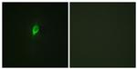 Phospho-eIF4B (Ser422) Antibody in Immunocytochemistry (ICC/IF)