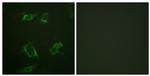 Phospho-PLD1 (Ser561) Antibody in Immunocytochemistry (ICC/IF)