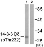 Phospho-14-3-3 zeta (Thr232) Antibody in Western Blot (WB)