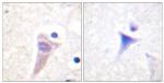 Phospho-Calmodulin (Thr79, Ser81) Antibody in Immunohistochemistry (Paraffin) (IHC (P))