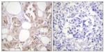 Phospho-CDK7 (Thr170) Antibody in Immunohistochemistry (Paraffin) (IHC (P))