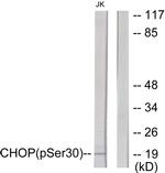 Phospho-CHOP (Ser30) Antibody in Western Blot (WB)