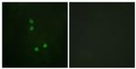 Phospho-Cyclin E2 (Thr392) Antibody in Immunocytochemistry (ICC/IF)