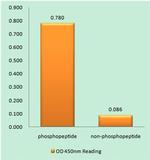 Phospho-Cyclin E2 (Thr392) Antibody in peptide-ELISA (pep-ELISA)