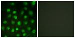 Phospho-DNA-PK (Thr2647) Antibody in Immunocytochemistry (ICC/IF)