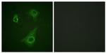 Phospho-EpoR (Tyr368) Antibody in Immunocytochemistry (ICC/IF)