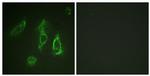 EpoR Antibody in Immunocytochemistry (ICC/IF)