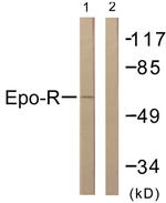 EpoR Antibody in Western Blot (WB)