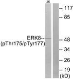 Phospho-MAPK15 (Thr175, Tyr177) Antibody in Western Blot (WB)