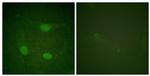 Phospho-ELK3 (Ser357) Antibody in Immunocytochemistry (ICC/IF)